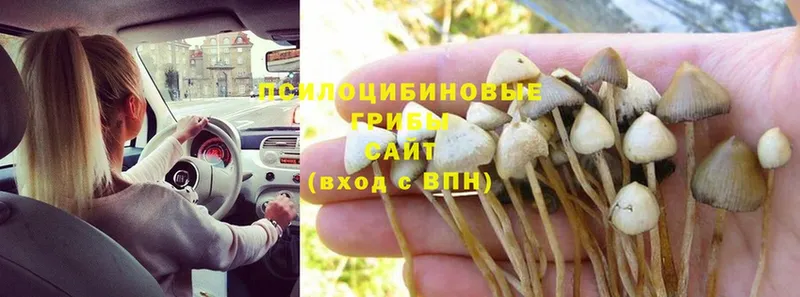 Псилоцибиновые грибы Cubensis  Безенчук 